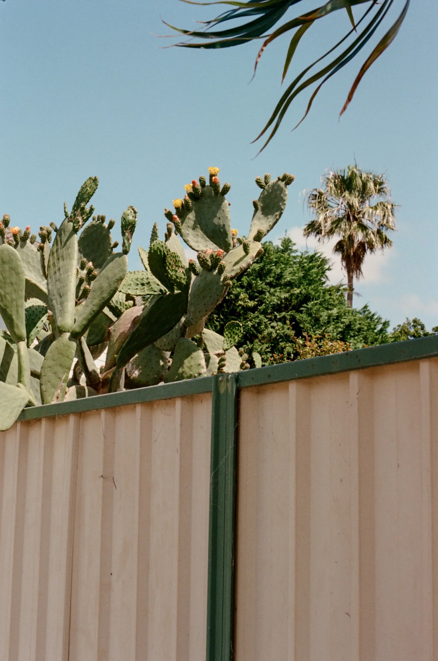 Desert-landscaped East Valley Arizona backyard with a block wall and xeriscaping